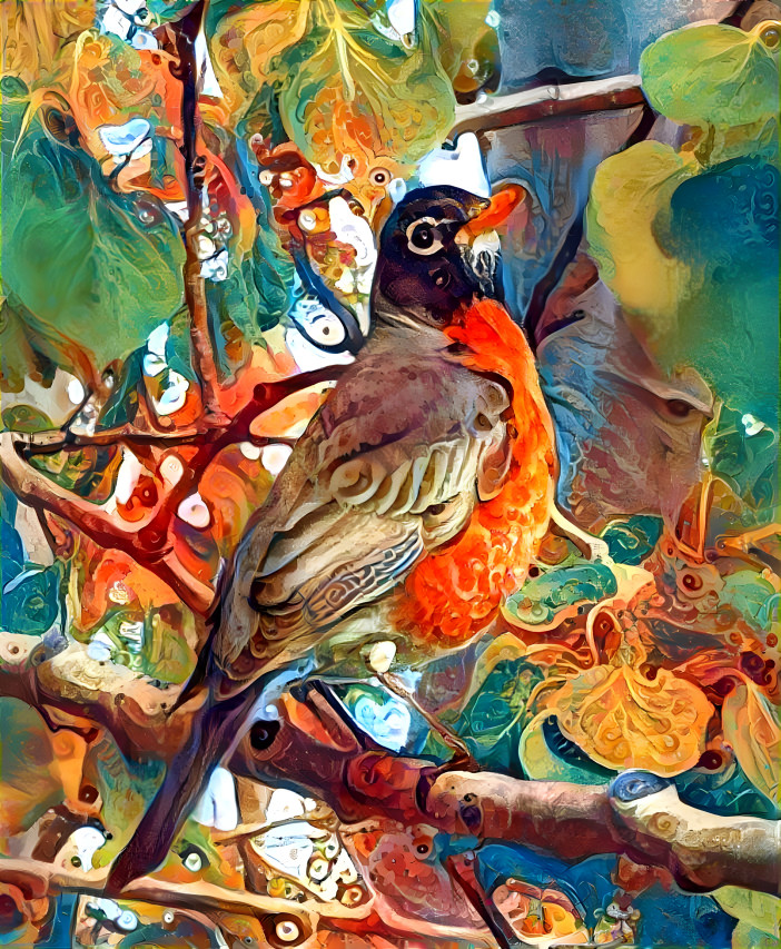 American Robin 