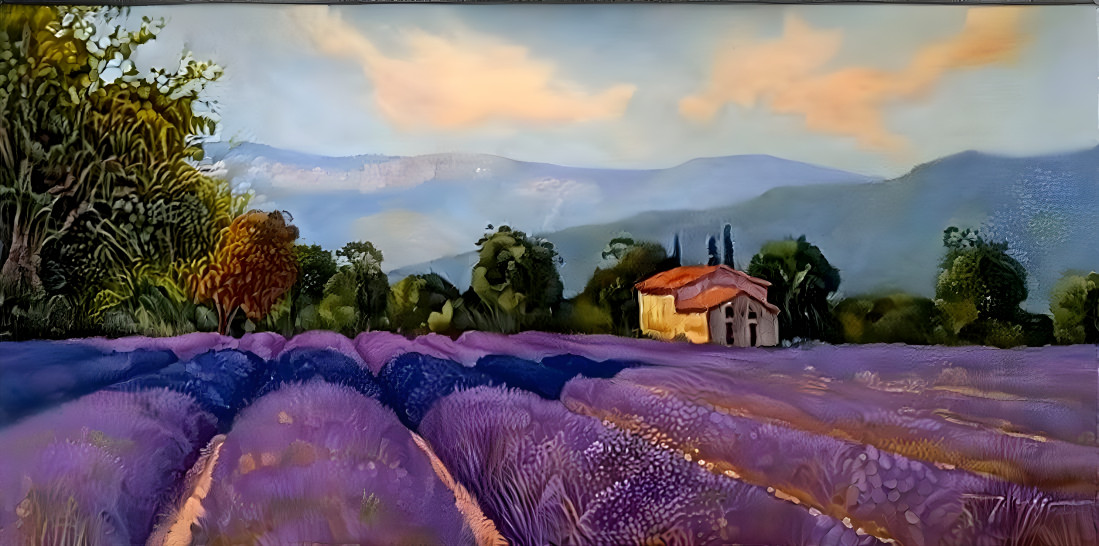 Lavender fields 