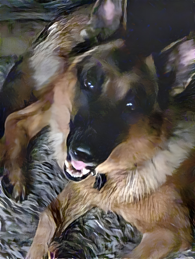 HARLEY MY GERMAN SHEPHERD 