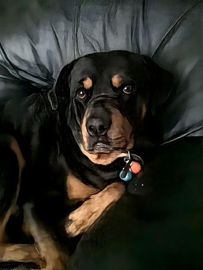 DIESEL    MY ROTTWEILER 