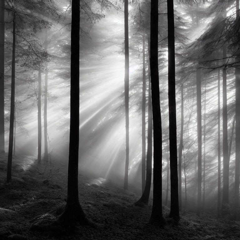 Sunbeams filter through tall trees in misty forest.