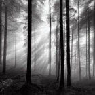 Sunbeams filter through tall trees in misty forest.