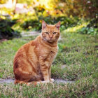 Orange Tabby Cat Relaxing on Green Pillow Among Vibrant Flowers