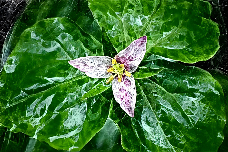 Trillium, a very wet trillium.