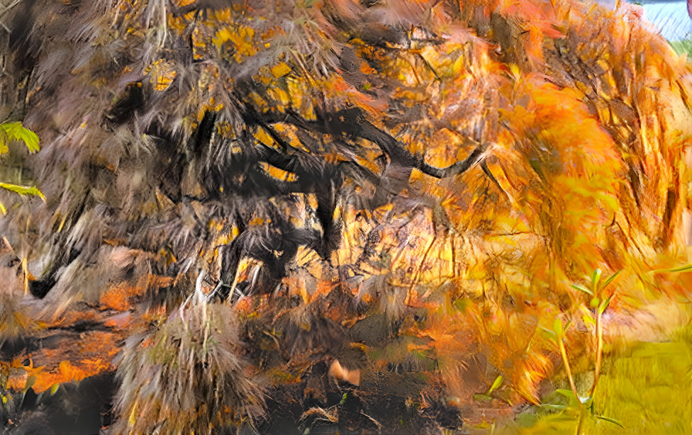 Lace Leaf maple at sunset