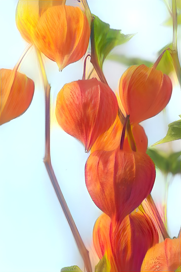 Chinese Lanterns