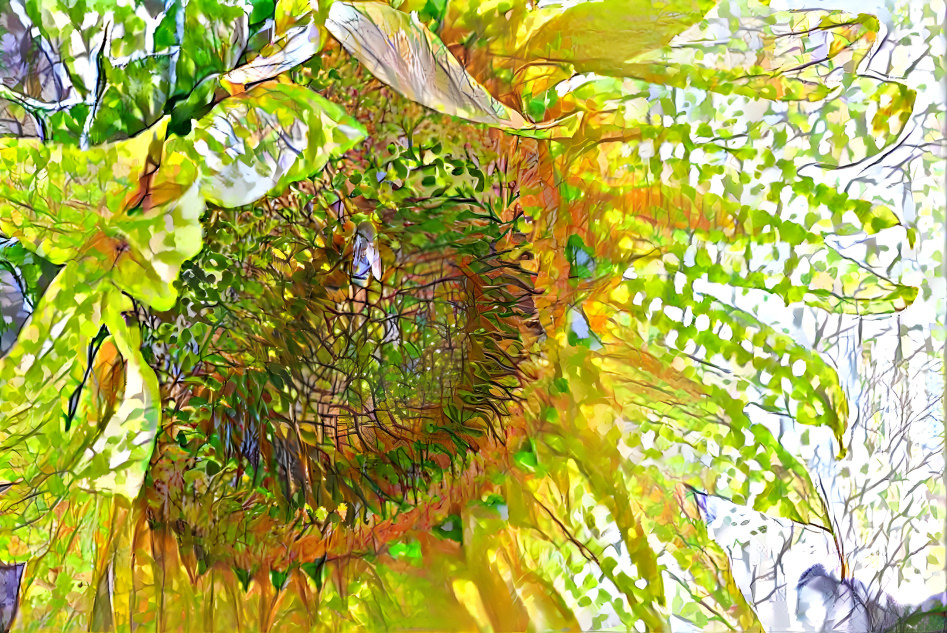 Sunflower