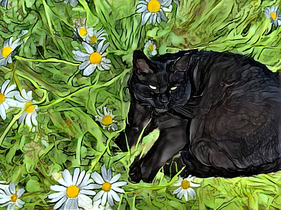 Oscar in the Daisies