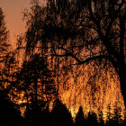 Silhouette of trees and two people at vibrant sunset.