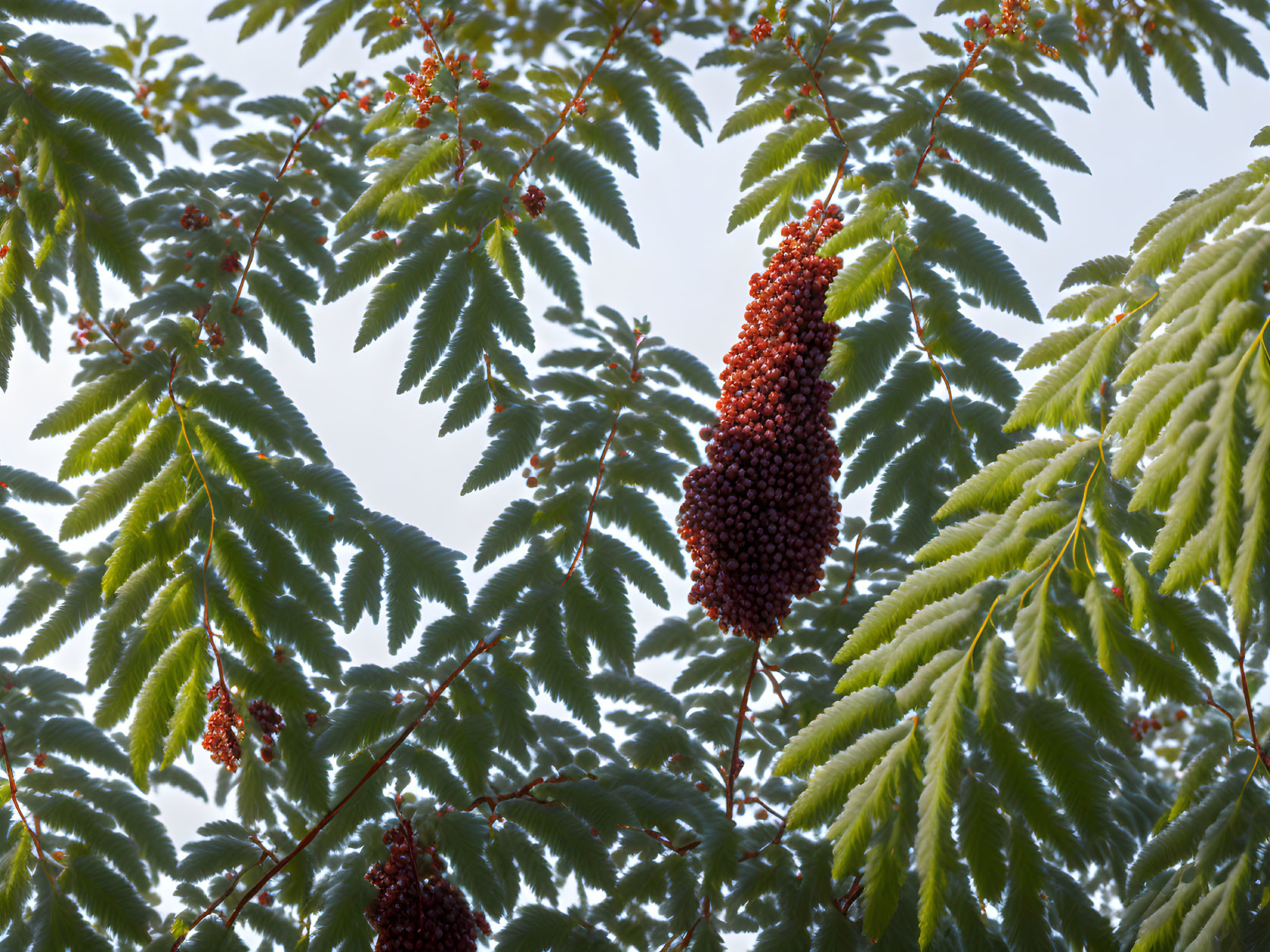 Ripe red berries on tree branches with green leaves under blue sky