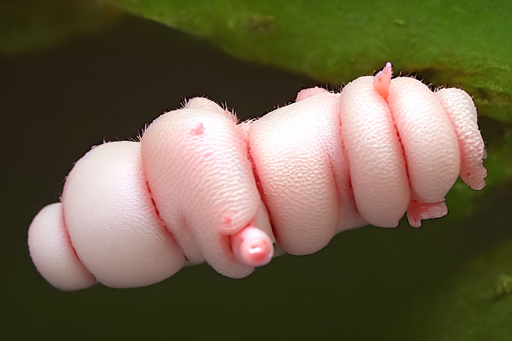 Segmented Pink Caterpillar Clinging to Green Leaf