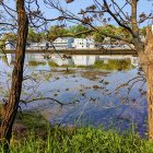 Tranquil waterfront scene with ducks, leafless trees, white buildings, and rocky shore under a