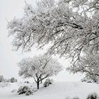 Snow-covered trees and colorful lights in whimsical winter scene