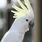 Vibrant Bird with Rainbow Crest and Colorful Accents