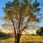 Colorful tree with glowing leaves under starry sky and glowing flowers