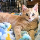 Adorable orange and white kitten on multicolored blanket with painting in background