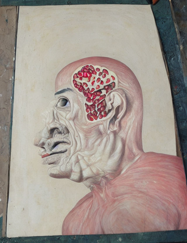 Detailed Anatomical Drawing of Human Head Profile with Muscles and Brain Cutaway