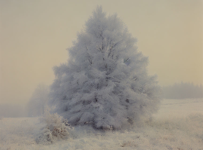 Winter scene: Frost-covered tree in misty landscape with snow.