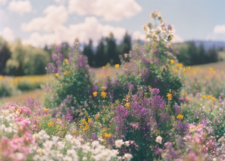 Colorful Wildflower Field Blooming Under Clear Sky