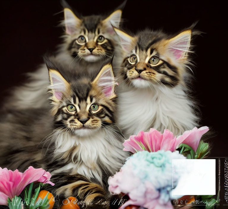 Fluffy Maine Coon kittens with tufted ears in colorful flower setting
