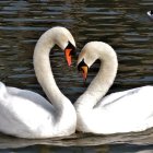 Swans Form Heart Shape on Mystical Background with Butterflies