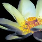 Colorful digital artwork: Lotus flower with yellow and blue petals on dark background