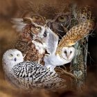 Three Owls Perched on Moss-Covered Branch with Red Berries