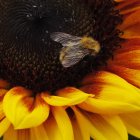 Detailed digital artwork: Bee on sunflowers with dark background