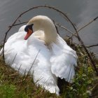 Majestic swan surrounded by vibrant eggs in fantastical nest with flowers and lights