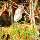 Colorful Bird Perched on Branch with Green Leaves and Brown Twigs