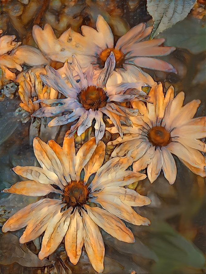 Echinacea