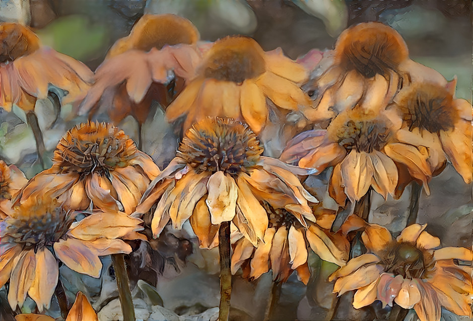 Echinacea