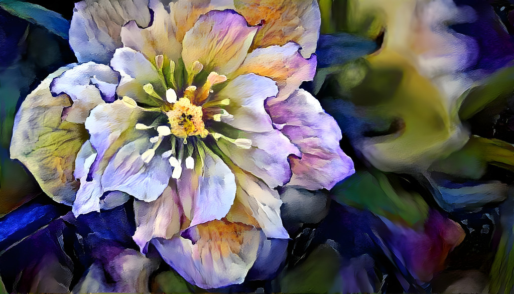 Helleborus