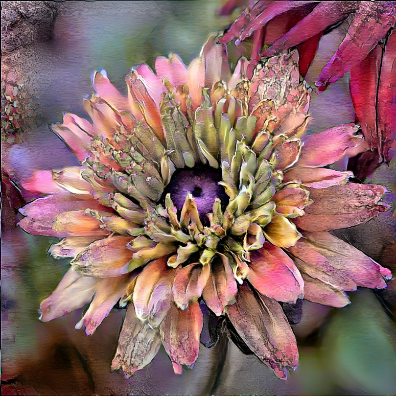 Rudbeckia