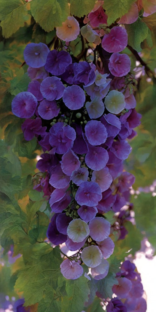 Vibrant purple and pink hydrangea blossoms with green leaves