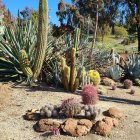 Serene desert landscape with succulents, cacti, and wildflowers against snowy pine trees