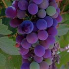 Vibrant purple and pink hydrangea blossoms with green leaves