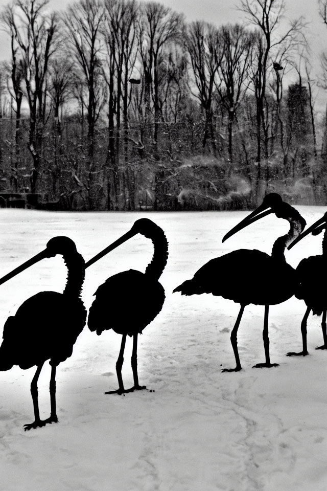 Three bird silhouettes on snow with leafless trees and grey sky