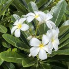 Vibrant Tropical Flowers with Plumeria and Foliage