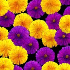 Yellow and Purple Chrysanthemums Floral Pattern on Dark Background