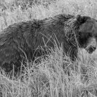 Bear Camouflaged in Blue, Gold, and White Floral Geometric Pattern