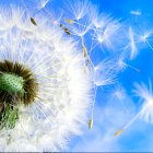 Colorful digital artwork: White flower, butterflies, dandelion seeds on blue sky