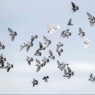 Pigeons in Mid-Flight Against Cloudy Sky