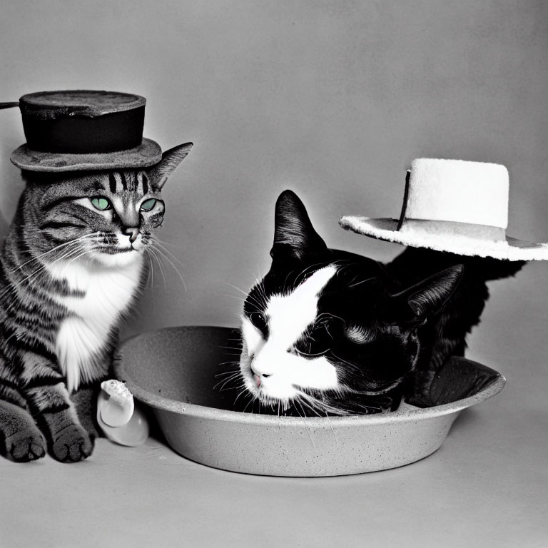 Two cats in stylish hats: black top hat and white hat, inside a large grey hat