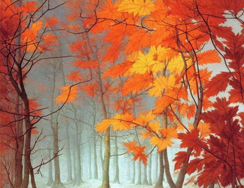 Contrast of vibrant orange leaves and misty bare forest