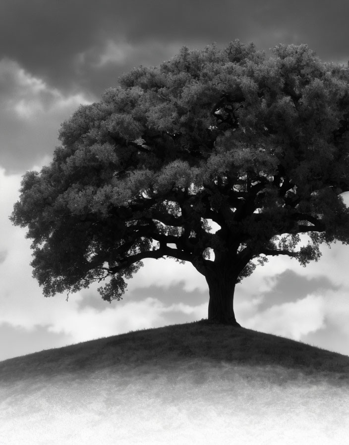 Majestic solitary tree on hill under dramatic grayscale sky