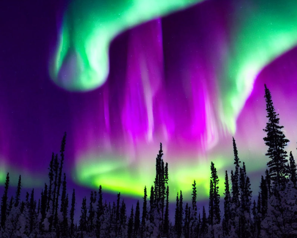 Colorful Aurora Borealis Over Dark Pine Forest at Night