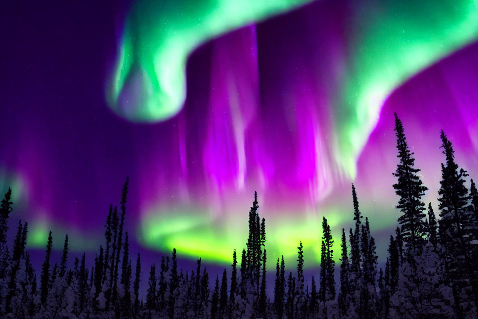 Colorful Aurora Borealis Over Dark Pine Forest at Night