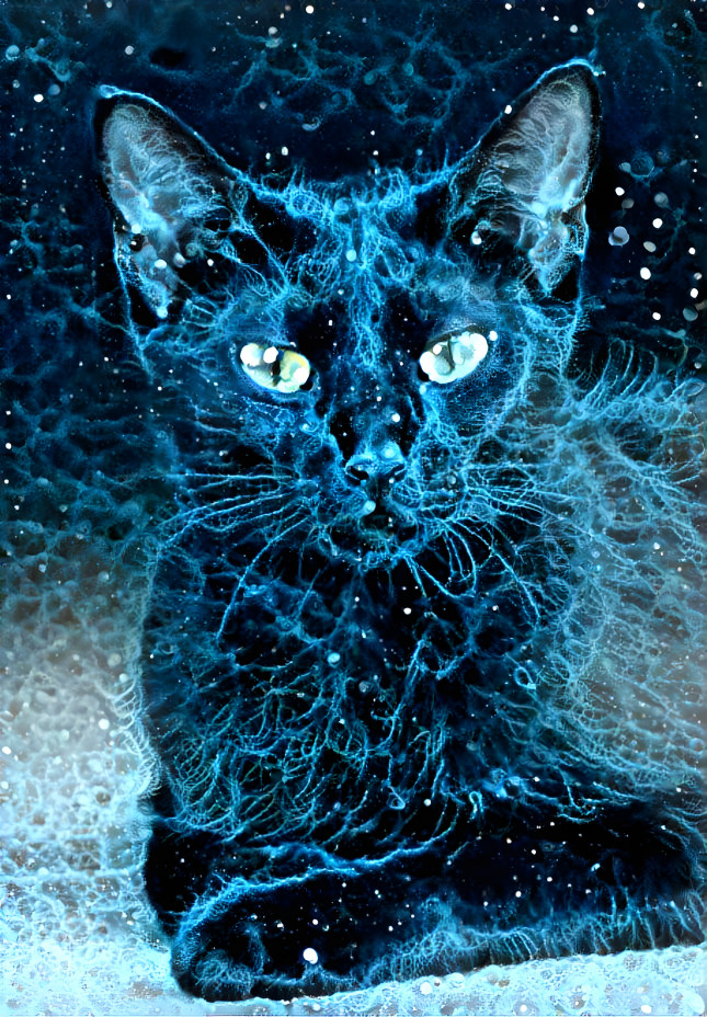 Cosmic Cat