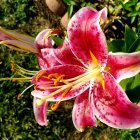 Pink Flowers in Full Bloom with Twisting Vines on Green Background